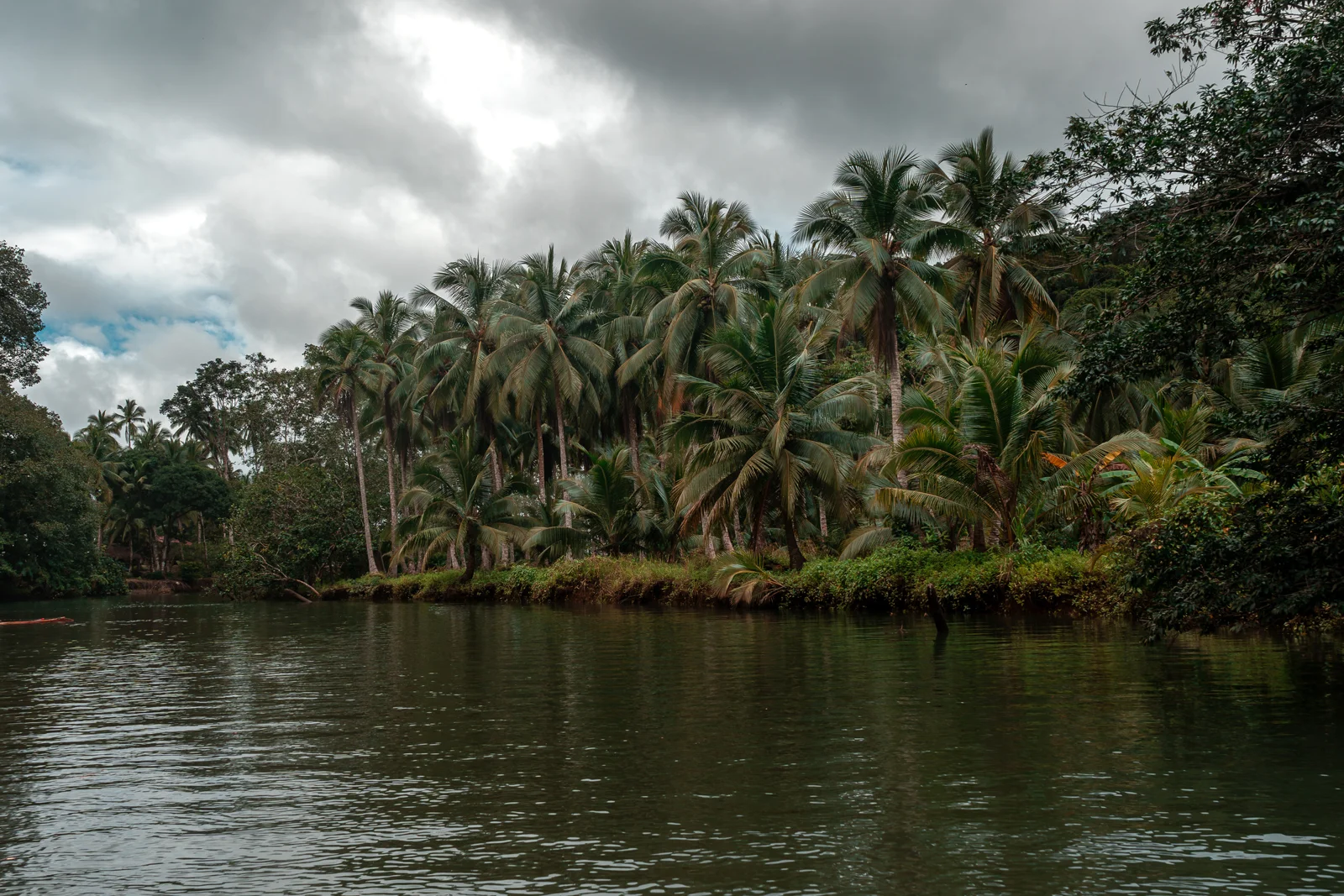Selva junto al agua / Rainforest beside the water