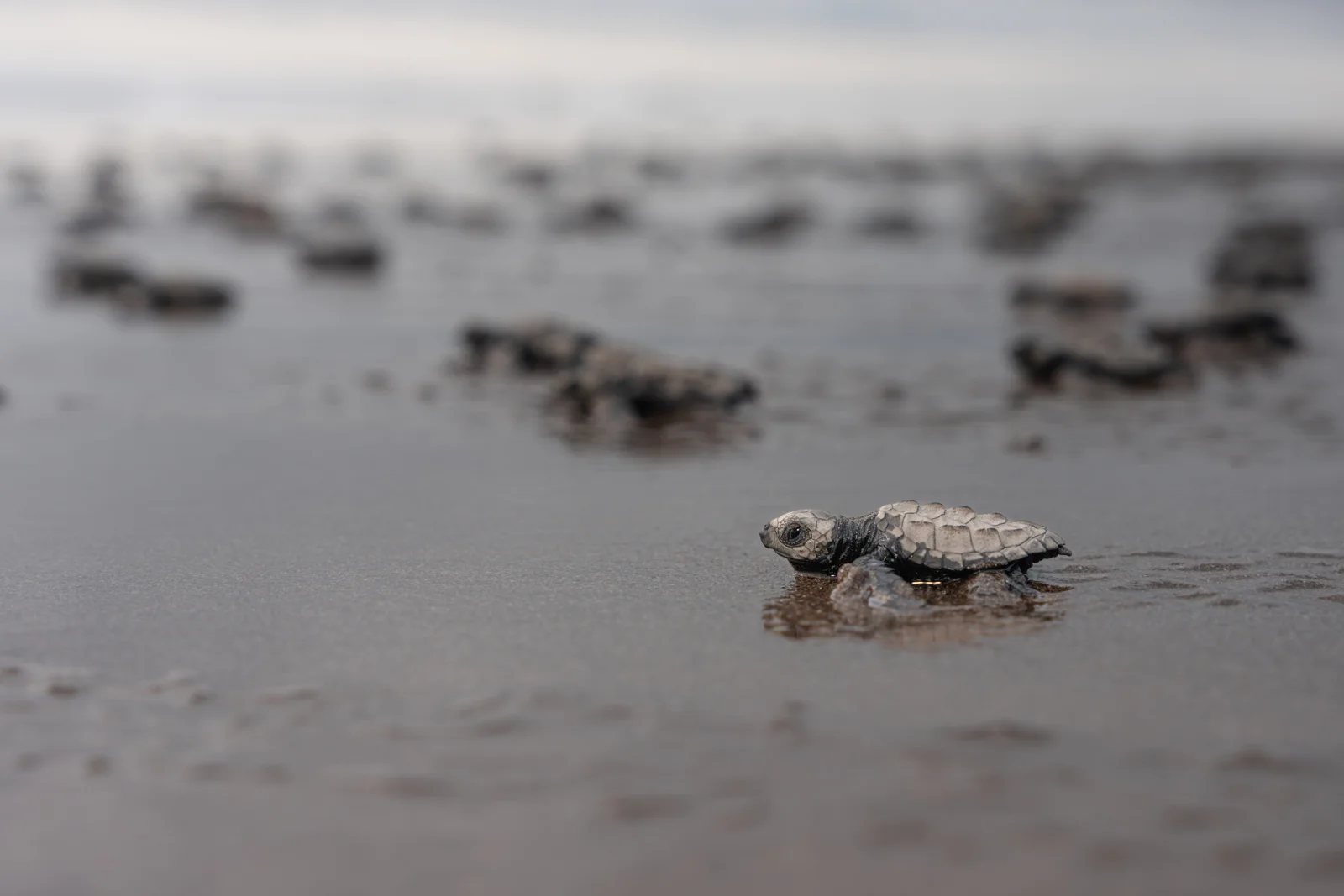 Tortugas marinas / Sea turtle hatchlings