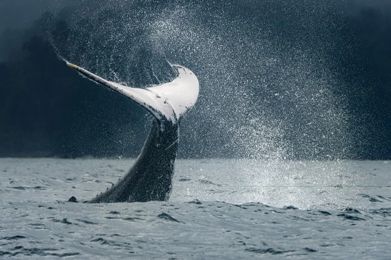 Ballena jorobada / Humpback whale